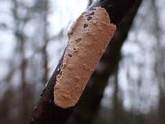 Attēlu rezultāti vaicājumam “Corticium roseum”