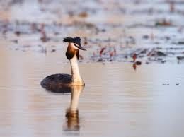 Attēlu rezultāti vaicājumam “Podiceps cristatus adult”