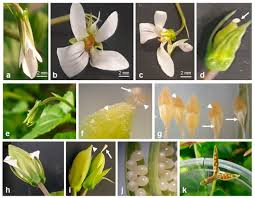Attēlu rezultāti vaicājumam “Viola uliginosa leaf”