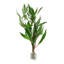 Attēlu rezultāti vaicājumam “Hygroamblystegium humile sporophyte”