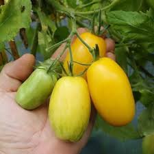 Afbeeldingsresultaat voor banana legs tomato