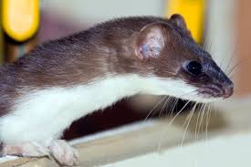 Attēlu rezultāti vaicājumam “Mustela erminea”