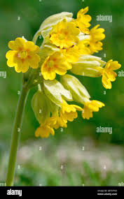 Image result for Primula veris