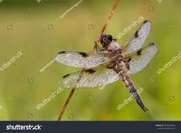 Attēlu rezultāti vaicājumam “Libellula quadrimaculata imago”