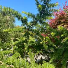 Attēlu rezultāti vaicājumam “Larix kaempferi female flower”