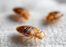 Image result for bed bugs