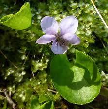 Attēlu rezultāti vaicājumam “Viola palustris”