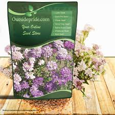 Image result for Iberis umbellata