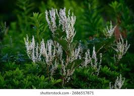 Attēlu rezultāti vaicājumam “Polygonaceae”