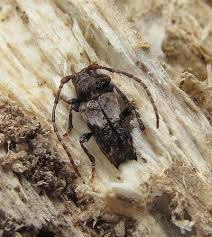 Attēlu rezultāti vaicājumam “Pogonocherus hispidulus”