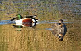 Attēlu rezultāti vaicājumam “Anas clypeata male”