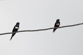 Attēlu rezultāti vaicājumam “Hirundinidae”