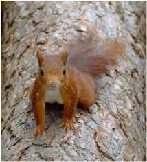 Attēlu rezultāti vaicājumam “Sciurus vulgaris”