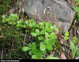 Attēlu rezultāti vaicājumam “Linnaea borealis leaf”