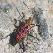 Attēlu rezultāti vaicājumam “Donacia”