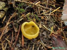 Attēlu rezultāti vaicājumam “Sowerbyella radiculata”