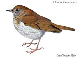 Image result for Catharus fuscescens