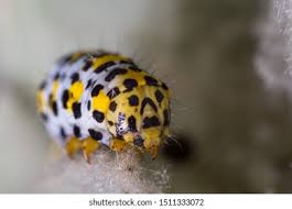 Attēlu rezultāti vaicājumam “Cucullia verbasci larva”