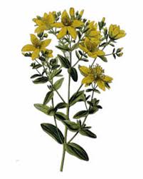 Image result for Johanniskraut