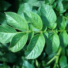 Attēlu rezultāti vaicājumam “Solanum tuberosum leaf”