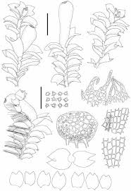 Attēlu rezultāti vaicājumam “Isopaches bicrenatus”