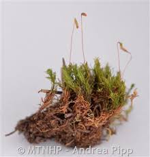 Attēlu rezultāti vaicājumam “Timmia megapolitana”