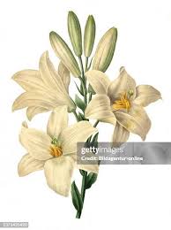 Image result for Lilie