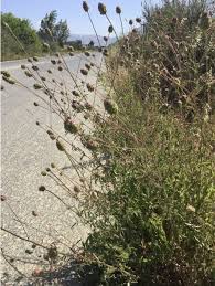 Attēlu rezultāti vaicājumam “Poterium sanguisorba”