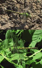 Attēlu rezultāti vaicājumam “Ophiogomphus cecilia”