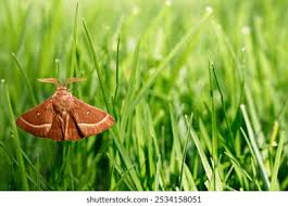 Attēlu rezultāti vaicājumam “Lasiocampa trifolii male”