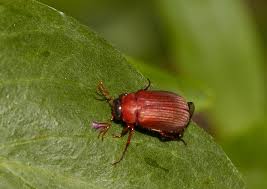 Attēlu rezultāti vaicājumam “Serica brunnea imago”