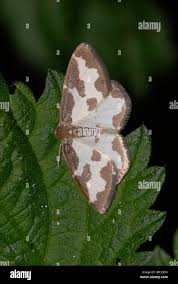 Attēlu rezultāti vaicājumam “Lomaspilis marginata”