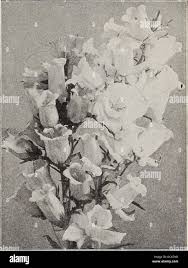 Attēlu rezultāti vaicājumam “Campanula latifolia fruit”