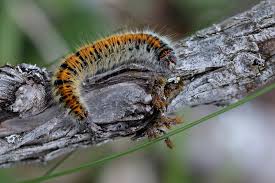 Attēlu rezultāti vaicājumam “Lasiocampa trifolii”