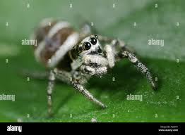 Attēlu rezultāti vaicājumam “Salticus scenicus”