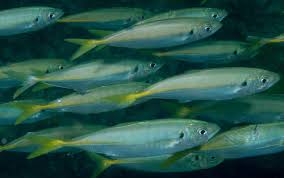 Image result for Trachurus trachurus