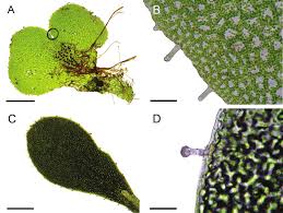 Attēlu rezultāti vaicājumam “Campylium protensum sporophyte”