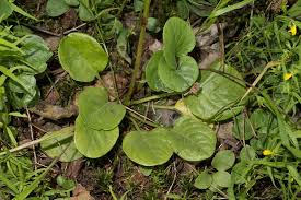 Attēlu rezultāti vaicājumam “Pyrola rotundifolia”