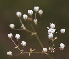 Attēlu rezultāti vaicājumam “Gypsophila fastigiata bud”