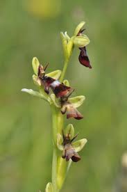 Attēlu rezultāti vaicājumam “Ophrys insectifera leaf”