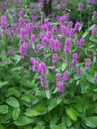 Attēlu rezultāti vaicājumam “Stachys”