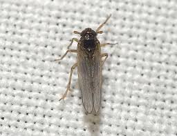 Attēlu rezultāti vaicājumam “Javesella pellucida”