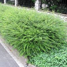 Attēlu rezultāti vaicājumam “Lonicera”