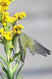 Image result for Vermivora peregrina