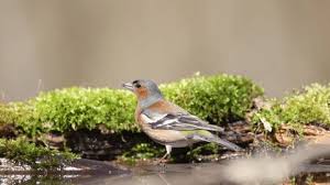Attēlu rezultāti vaicājumam “Loxia pytyopsittacus male”