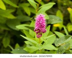Attēlu rezultāti vaicājumam “Spiraea salicifolia flower”