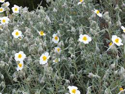 Attēlu rezultāti vaicājumam “Helianthemum x hybridum”