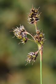 Attēlu rezultāti vaicājumam “Luzula campestris”