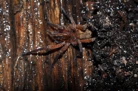 Attēlu rezultāti vaicājumam “Agroeca brunnea”