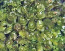 Attēlu rezultāti vaicājumam “Jungermannia hyalina cells”